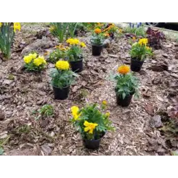 Gardening Marigold Plant